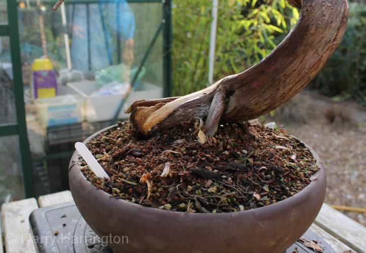 juniper bonsai
